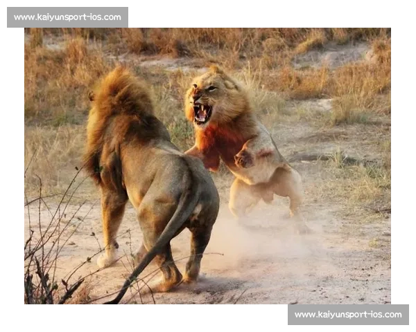 南非雄狮碾压野蛮人队,友谊赛狂揽 35 分创纪录 南非雄狮碾压野蛮人队,友谊赛狂揽 35 分创纪录